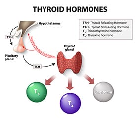 thyroid-disorder-hormone-thearpy-st-petersburg-florida